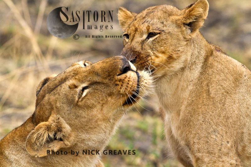 Lions grooming, (Panthera leo), Katavi National Park, Tanzania