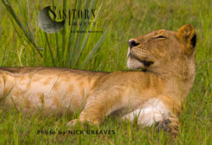 young Lioness (Panthera leo), Katavi National Park, Tanzania