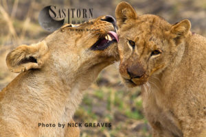 Lioness grooming cub (Panthera leo)