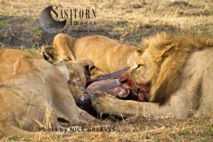 Pride feeding (Panthera leo), Katavi National Park, Tanzania
