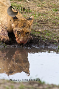Lion cub drinking (Panthera leo)