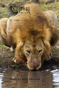 Pride male drinking (Panthera leo), Katavi National Park, Tanzania