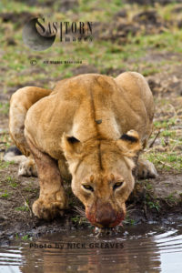 Lioness drinking (Panthera leo), Katavi National Park, Tanzania