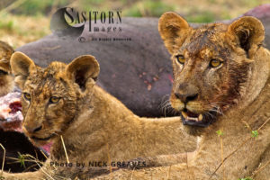 Lioness and cub (Panthera leo), Katavi National Park, Tanzania