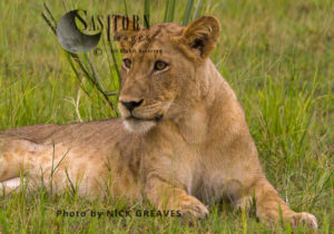 alert Lioness (Panthera leo), Katavi National Park, Tanzania