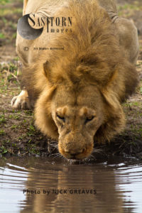 Lion drinking (Panthera leo), Katavi National Park, Tanzania