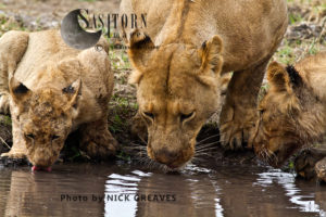 LIONS DRINKING (Panthera leo), Katavi National Park, Tanzania