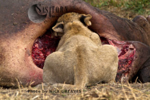 Lion cub tucking in! (Panthera leo), Katavi National Park, Tanzania