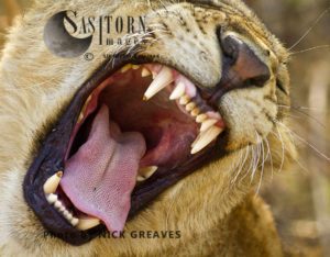 Lioness yawn (Panthera leo), Katavi National Park, Tanzania