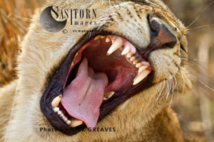 A lioness yawns (Panthera leo), Katavi National Park, Tanzania