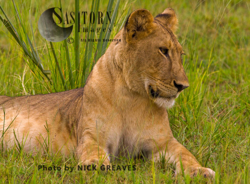 inquisitive Lioness (Panthera leo), Katavi National Park, Tanzania