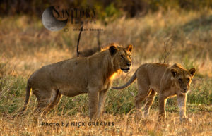 Katuma Pride sub-adults (Panthera leo), Katavi National Park, Tanzania
