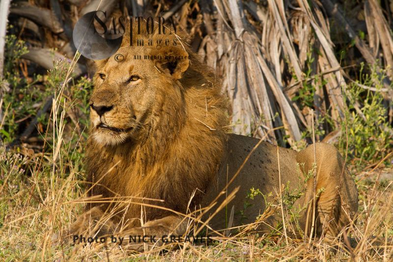 Katuma Pride male (Panthera leo), Katavi National Park, Tanzania