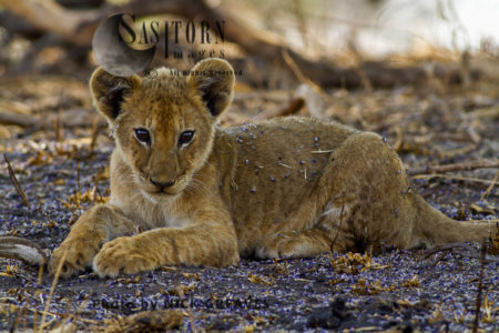 Chada pride cub (Panthera leo), Katavi National Park, Tanzania