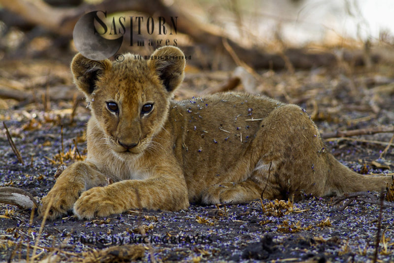 Chada pride cub (Panthera leo), Katavi National Park, Tanzania