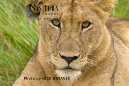 Lioness stare (Panthera leo), Katavi National Park, Tanzania