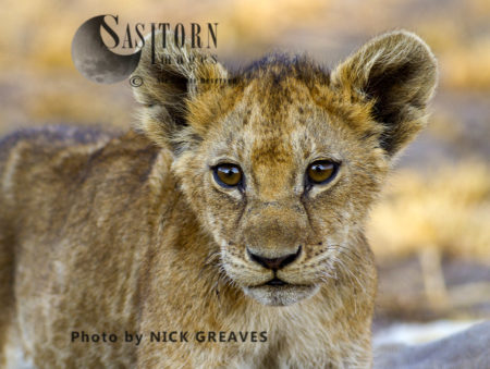 Chada cub portrait (Panthera leo), Katavi National Park, Tanzania