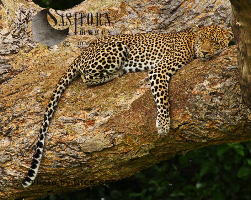 Leopard sleeping, Katavi National Park, Tanzania