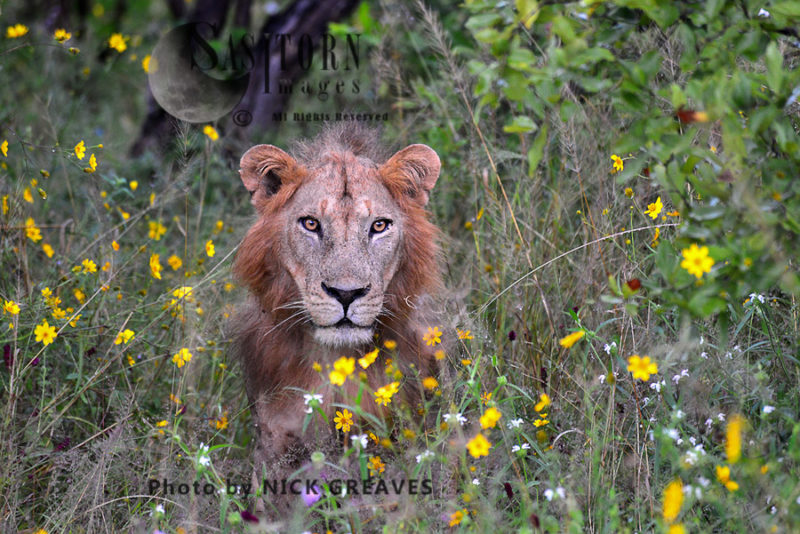 young male Lion (Panthera leo)