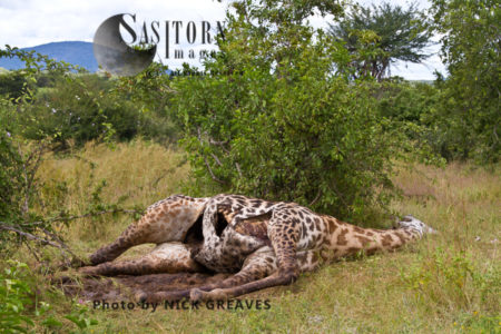 A bull giraffe killed by lions (Panthera leo), Ruaha National Park, Tanzania