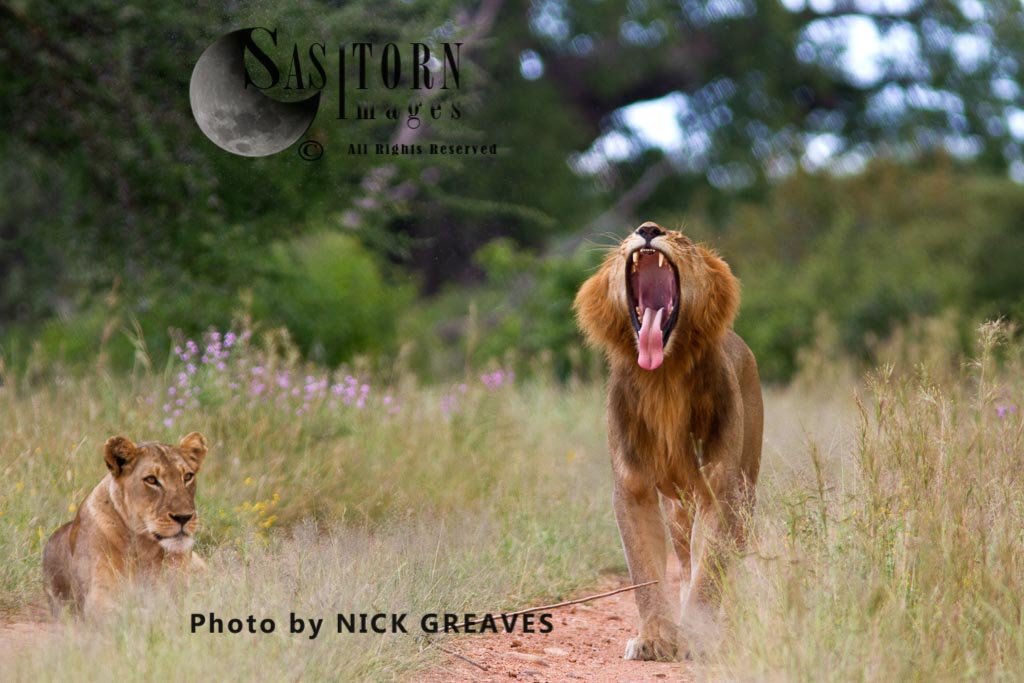 Lion makes an exaggerated yawn  (Panthera leo), Ruaha National Park, Tanzania