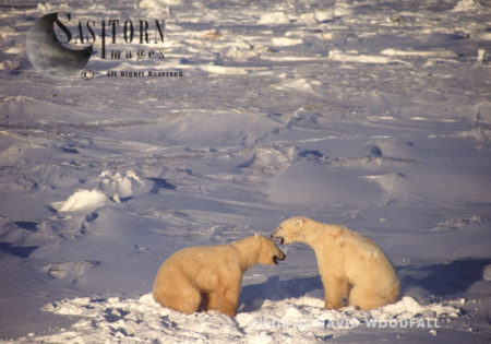 Male Polar Bears (Ursus maritimus) play fighting, Wapusk National Park, Hudson Bay, Manitoba, Canada