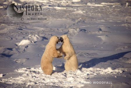 Male Polar Bears (Ursus maritimus) play fighting, Wapusk National Park, Hudson Bay, Manitoba, Canada