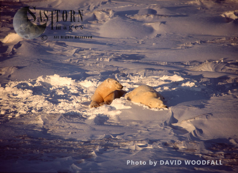 Male Polar Bears (Ursus maritimus) resting on fresh sow after play fighting, Wapusk National Park, Hudson Bay, Manitoba, Canada