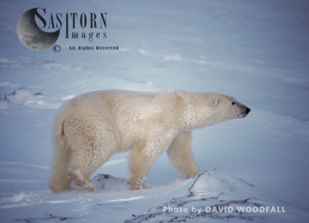 Polar Bear (Ursus maritimus), male shaking himself free of snow in blizzard, Wapusk National Park, Manitoba Canada