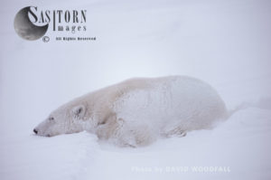Polar Bear (Ursus maritimus), sleeping in day bed in blizzard, Wapusk National Park, Hudson Bay, Manitoba, Canada