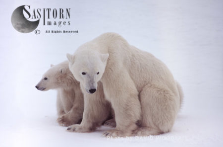 Polar Bears (Ursus maritimus), female and 8 months old cub, Wapusk National Park, HudsonBay, Manitoba Canada