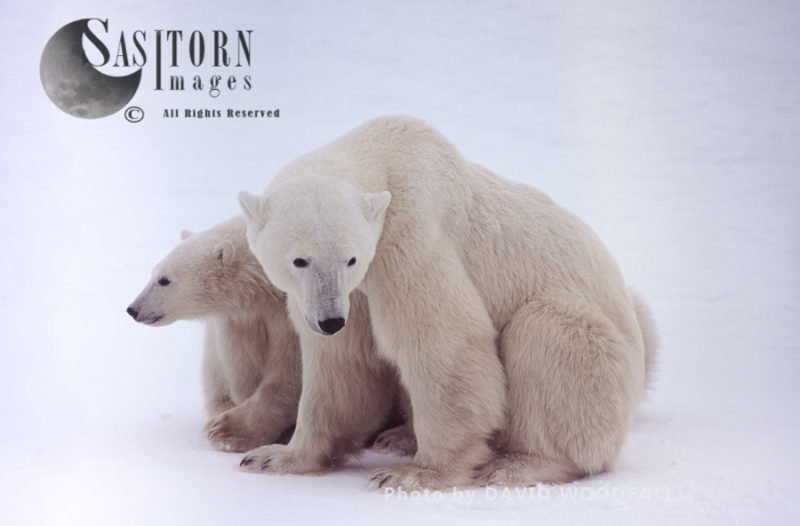 Polar Bears (Ursus maritimus), female and 8 months old cub, Wapusk National Park, HudsonBay, Manitoba Canada