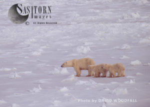 Polar Bears (Ursus maritimus) female with two cubs walking on ice, Wapusk National Park, Hudson Bay, Manitoba, Canada 