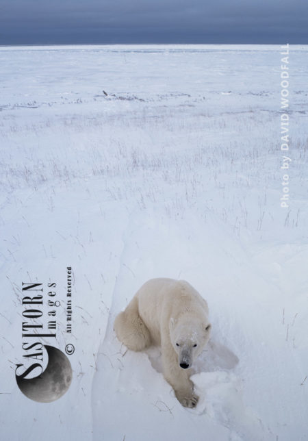 Polar Bear (Ursus maritimus), Wapusk National Park, Hudson Bay, Manitoba, Canada