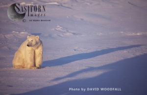 Polar Bear (Ursus maritimus), Wapusk National Park, Hudson Bay, Manitoba, Canada
