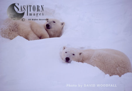 Male Polar Bears (Ursus maritimus) sleeping in day bed during blizzard, Wapusk National Park, Hudson Bay, Manitoba, Canada