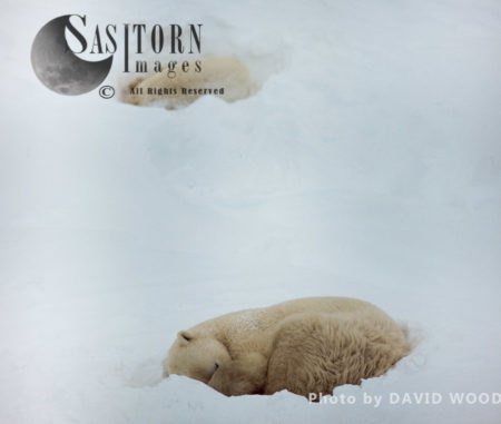 Male Polar Bears (Ursus maritimus) sleeping in day bed during blizzard, Wapusk National Park, Hudson Bay, Manitoba, Canada