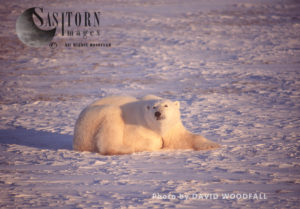 Male Polar Bear (Ursus maritimus) resting on snow, Wapusk National Park, Hudson Bay, Manitoba, Canada