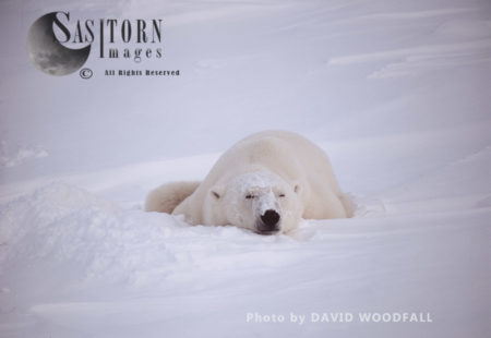 Male Polar Bear (Ursus maritimus) sleeping in day bed, Wapusk National Park, Hudson Bay, Manitoba, Canada