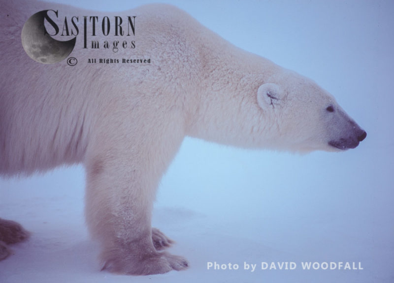 Male Polar Bear (Ursus maritimus)  alert posture against an intrusion of other bear, Wapusk National Park, Hudson Bay, Manitoba, Canada