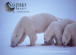 Polar Bears (Ursus maritimus), female teaching caution to 8 months old cubs, Wapusk National Park, Hudson Bay, Manitoba, Canada