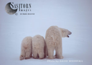 Polar Bears (Ursus maritimus), female and 8 months old cub, Wapusk National Park, Hudson Bay, Manitoba, Canada