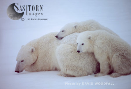 Polar Bears (Ursus maritimus), female with cubs resting in snow, Wapusk National Park, Manitoba Canada