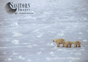 Polar Bears (Ursus maritimus) female with two cubs walking on ice, Wapusk National Park, Hudson Bay, Manitoba, Canada 