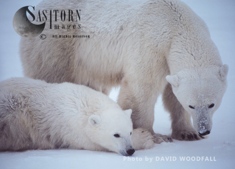 Polar Bears (Ursus maritimus), female and 8 months old cub, Wapusk National Park, Hudson Bay, Manitoba, Canada