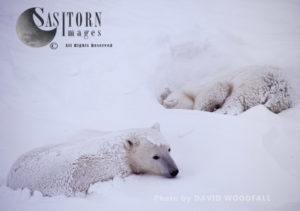 Male Polar Bears (Ursus maritimus) sleeping in day bed during blizzard, Wapusk National Park, Hudson Bay, Manitoba, Canada 