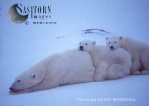 Polar Bears (Ursus maritimus), female and cubs resting, Wapusk National Park, Hudson 