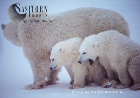 Polar Bears (Ursus maritimus), female and 8 months old cubs, Wapusk National Park, Hudson Bay, Manitoba, Canada