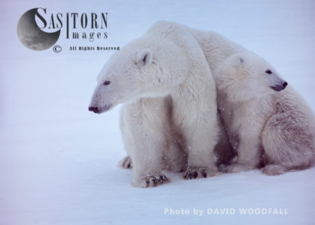 Polar Bears (Ursus maritimus), female and 8 months old cubs, Wapusk National Park, Hudson Bay, Manitoba, Canada