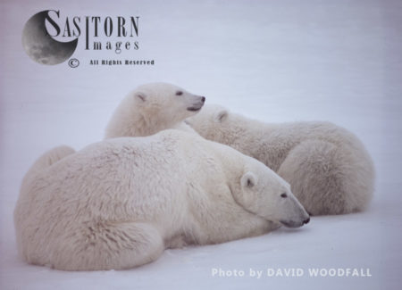 Polar Bears (Ursus maritimus), female and cubs resting, Wapusk National Park, Hudson